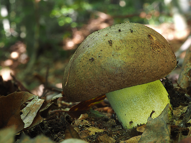 hríb príveskatý Butyriboletus appendiculatus (Schaeff. ex Fr.) Secr.