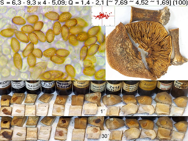 pavučinovec horkastovoňavý Cortinarius olidoamarus A. Favre