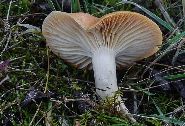 lúčnica statná Cuphophyllus pratensis (Fr.) Bon