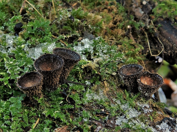 čiaškovec pásikavý Cyathus striatus (Huds.) Willd.