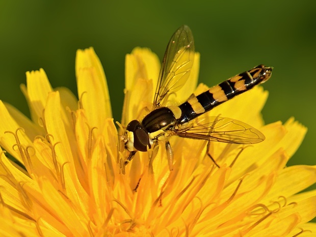 pestrica Sphaerophoria scripta ♂