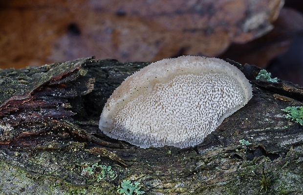 šťavnatec jelšový Cyanosporus alni (Niemelä & Vampola) B.K. Cui, L.L. Shen & Y.C. Dai