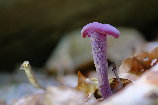 lakovka ametystová Laccaria amethystina (Huds.) Cooke