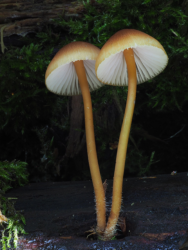 prilbička žltohlúbiková Mycena renati Quél.