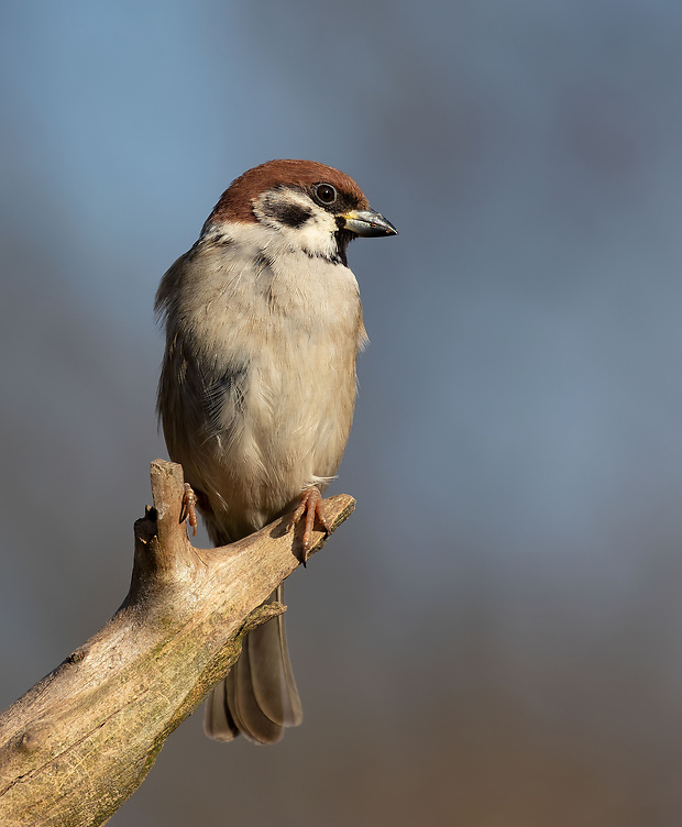 vrabec poľný Passer montanus