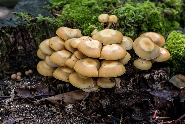 šupinačka menlivá Kuehneromyces mutabilis (Schaeff.) Singer & A.H. Sm.