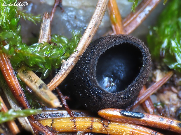 misôčka Pseudoplectania sp.