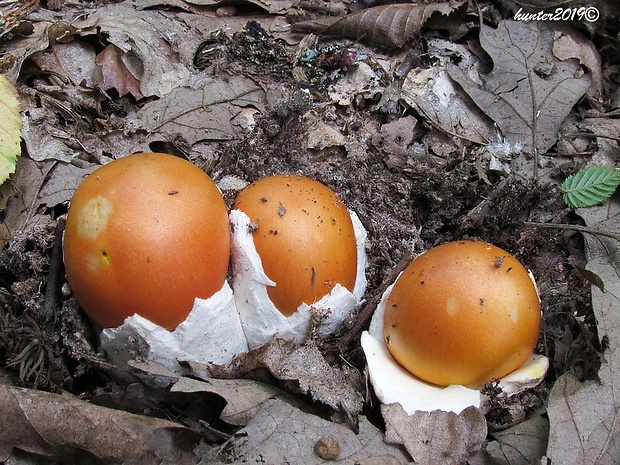 muchotrávka cisárska Amanita caesarea (Scop.) Pers.