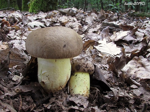 hríb príveskatý Butyriboletus appendiculatus (Schaeff. ex Fr.) Secr.