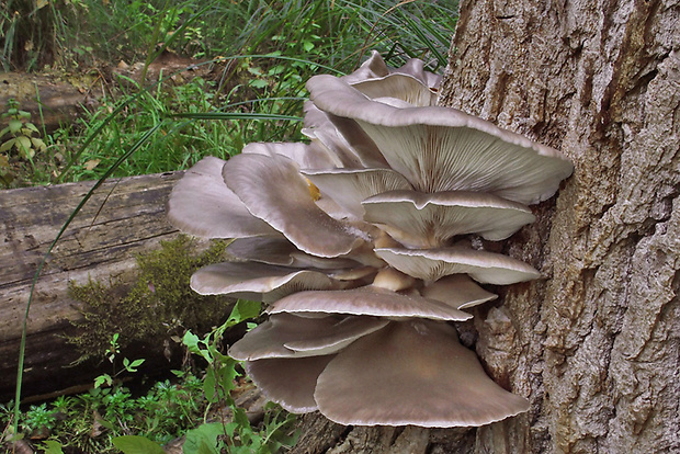 hliva ustricovitá Pleurotus ostreatus (Jacq.) P. Kumm.