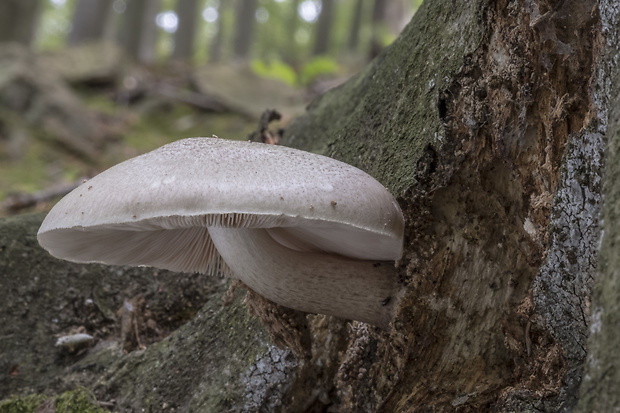 štítovka šupinatá Pluteus petasatus (Fr.) Gillet