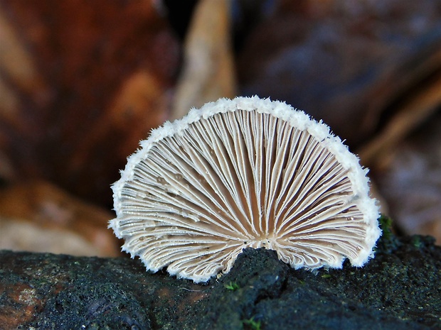 klanolupeňovka obyčajná Schizophyllum commune Fr.