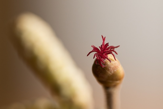 lieska obyčajná Corylus avellana L.