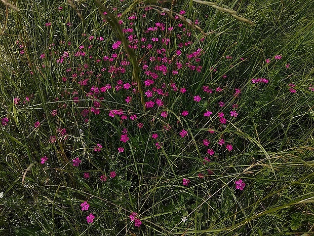 klinček slzičkový Dianthus deltoides L.