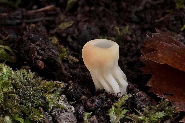 chriapač kalíškovitý Helvella acetabulum (L.) Quél.