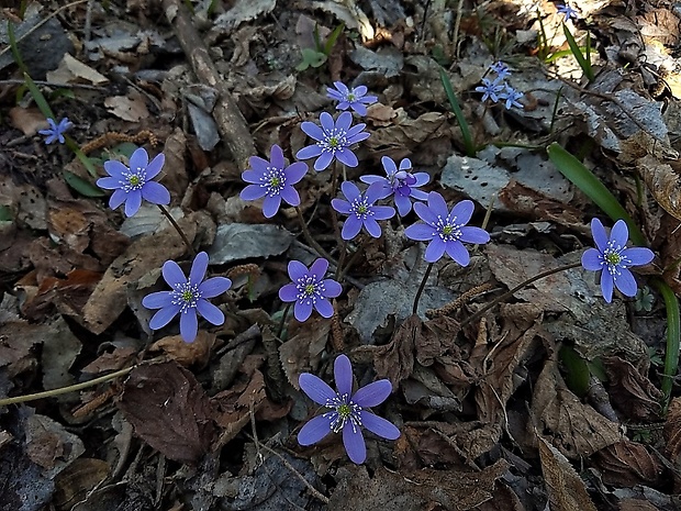 pečeňovník trojlaločný Hepatica nobilis Schreb.