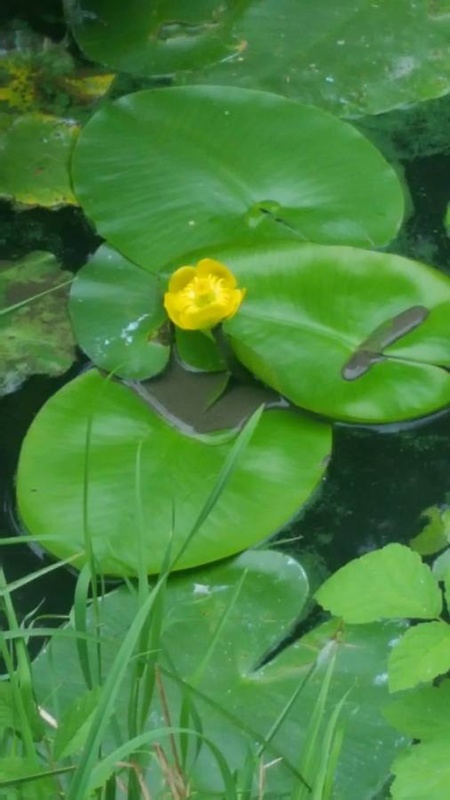 leknica žltá Nuphar lutea (L.) Sm.