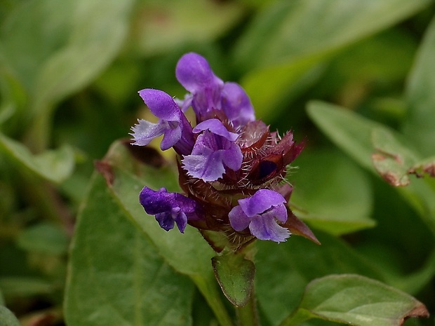 čiernohlávok obyčajný Prunella vulgaris L.