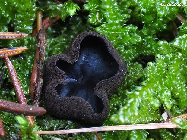 misôčka Pseudoplectania sp.