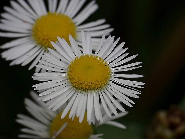 hviezdnik ročný Stenactis annua (L.) Nees