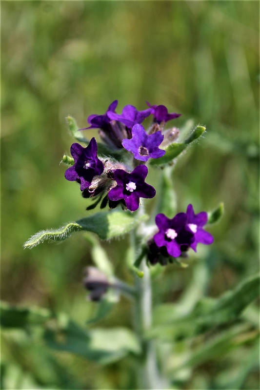 smohla lekárska Anchusa officinalis L.