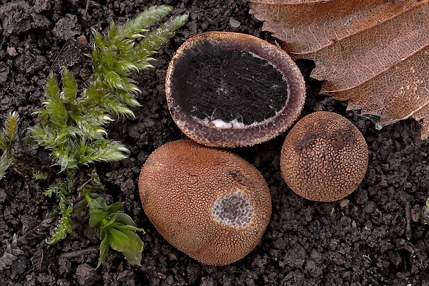 srnka ježatá Elaphomyces cf. muricatus Fr.