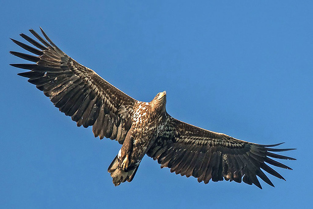 orliak morský  Haliaeetus albicilla