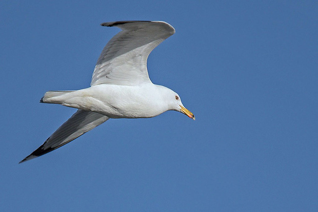 čajka bielohlavá  Larus cachinnans