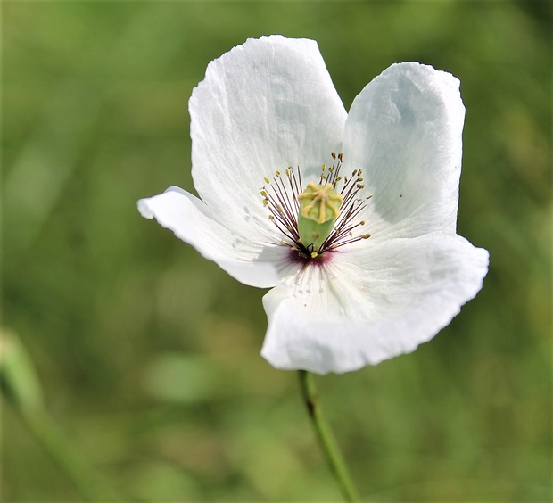 mak pochybný bielokvetý Papaver dubium subsp. austromoravicum (Kubát) Hörandl