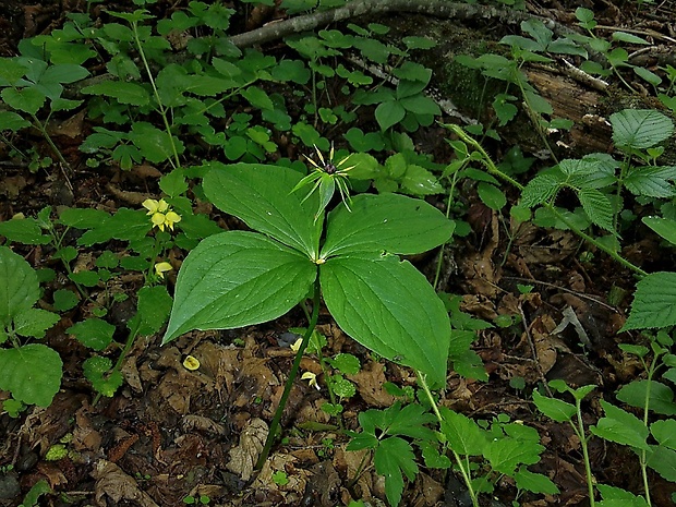 vranovec štvorlistý Paris quadrifolia L.