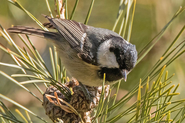 sýkorka uhliarka  Parus ater