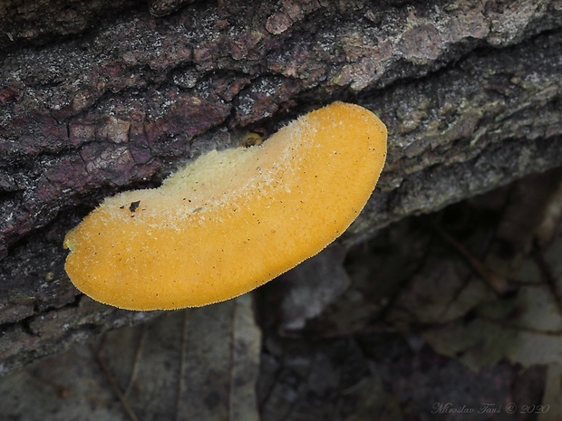 hlivník hniezdovitý Phyllotopsis nidulans (Pers.) Singer