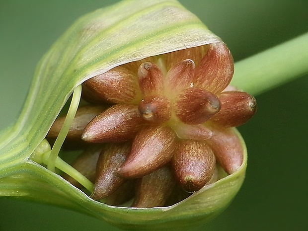 cesnak planý Allium oleraceum L.