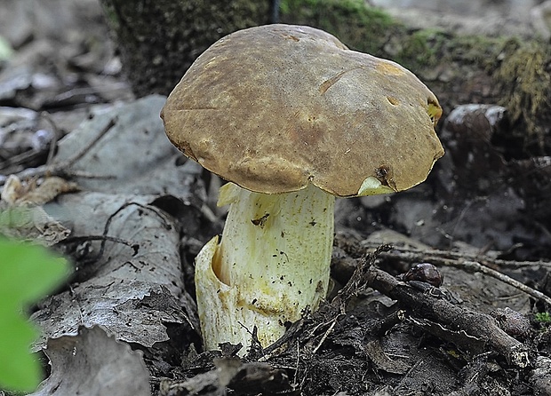 hríb jamkatý Hemileccinum depilatum (Redeuilh) Šutara