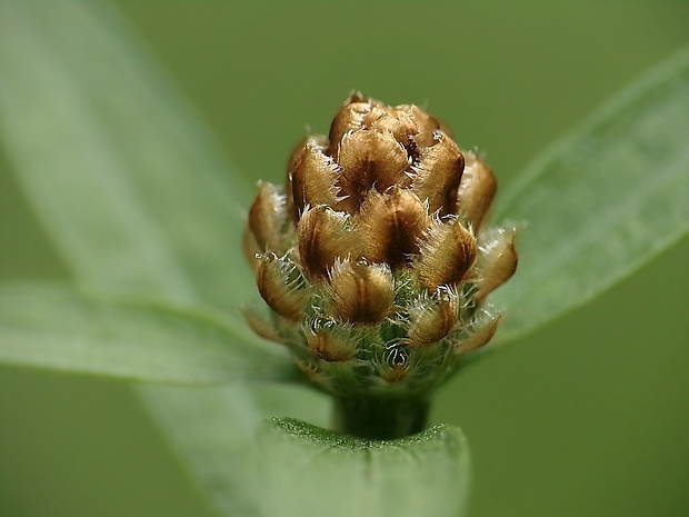 nevädzovec lúčny Jacea pratensis Lam.