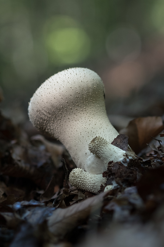 prášnica bradavičnatá Lycoperdon perlatum Pers.