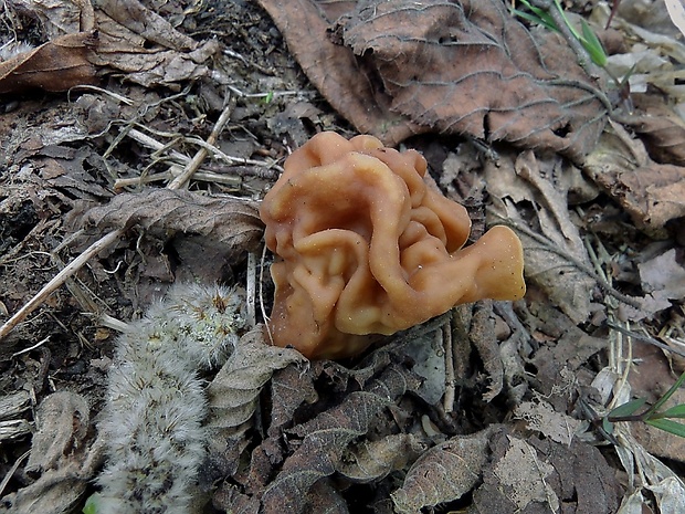 ušiak obrovský Gyromitra gigas (Krombh.) Cooke