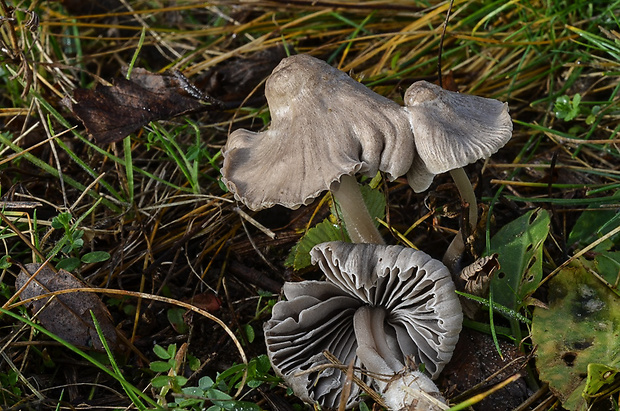 prilbička sivolupeňová Mycena aetites (Fr.) Quél.