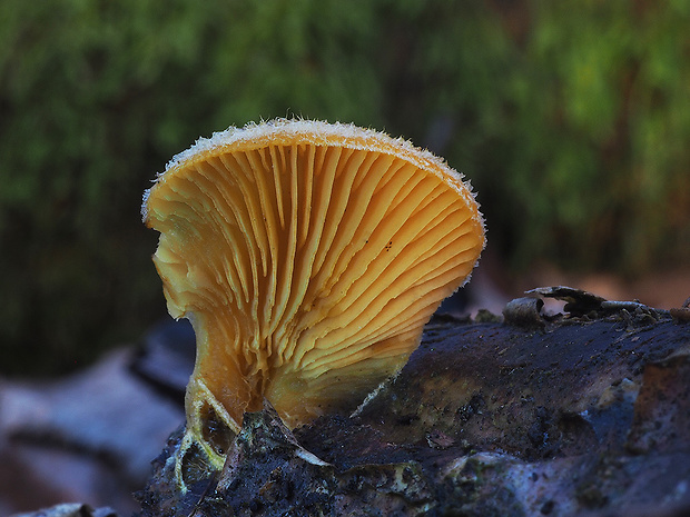 hlivník hniezdovitý Phyllotopsis nidulans (Pers.) Singer