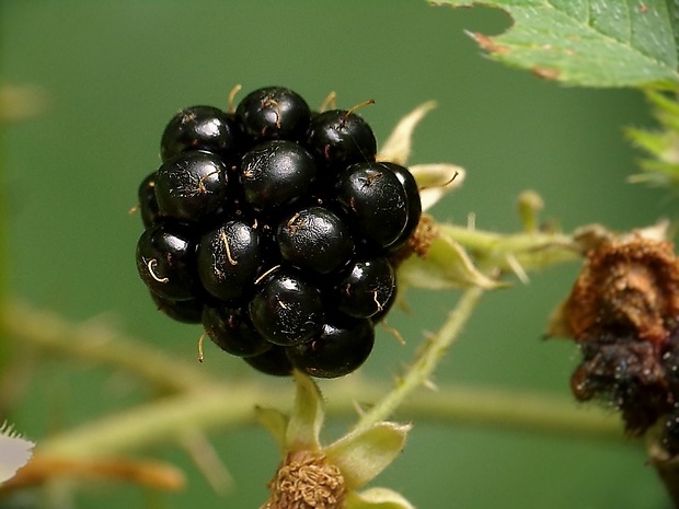 ostružina černicová Rubus fruticosus