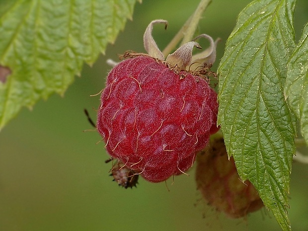 ostružina malinová Rubus idaeus L.