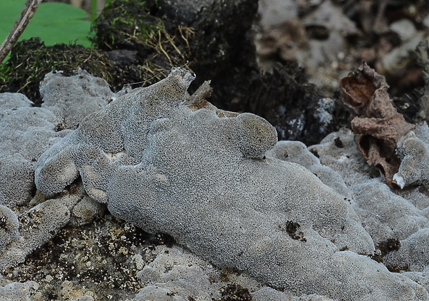 sivopórovka tmavá Bjerkandera adusta (Willd.) P. Karst.