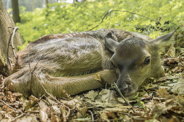 jeleň lesný Cervus elaphus