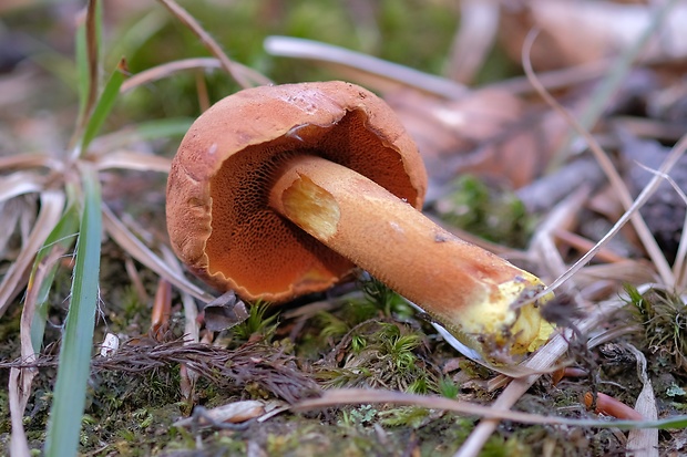 meďovec korenistý Chalciporus piperatus (Bull.) Bataille