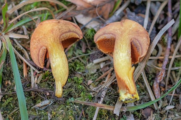 meďovec korenistý Chalciporus piperatus (Bull.) Bataille