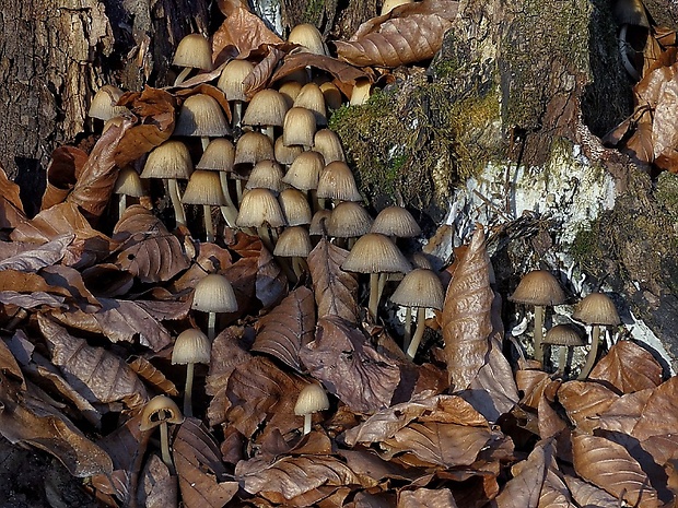 hnojník Coprinellus sp.