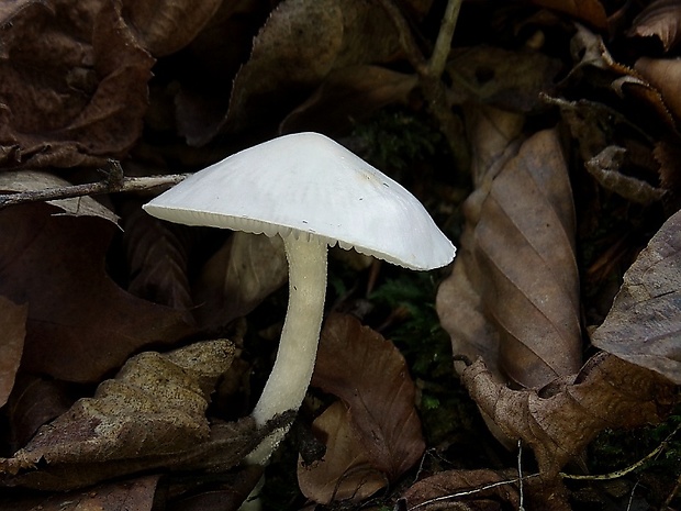 šťavnačka Hygrophorus sp.