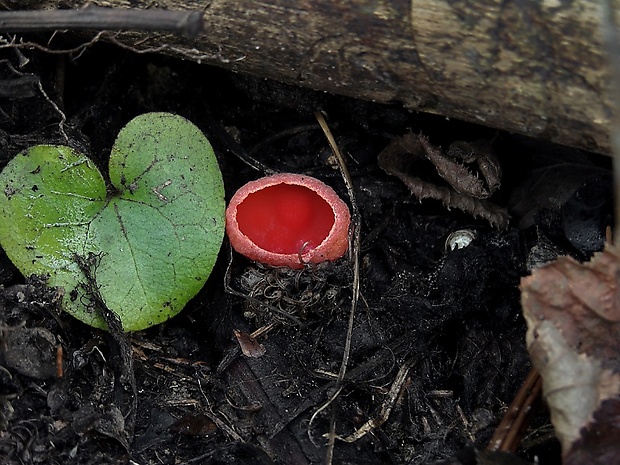 ohnivec Sarcoscypha sp.