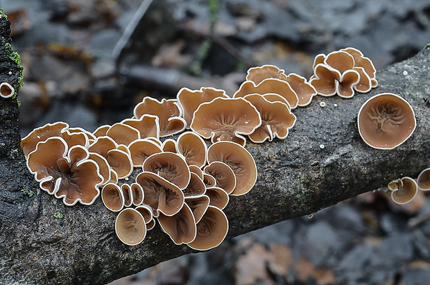 škľabka plstnatá Schizophyllum amplum (Lév.) Nakasone