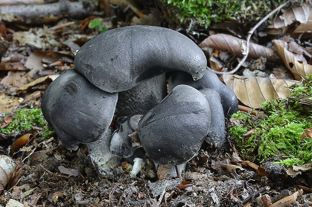 čírovka mydlová Tricholoma saponaceum (Fr.) P. Kumm.